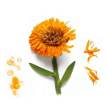 Calendula officinalis